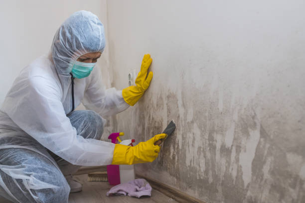 Best Mold Testing and Inspection Services in Port Washington North, NY