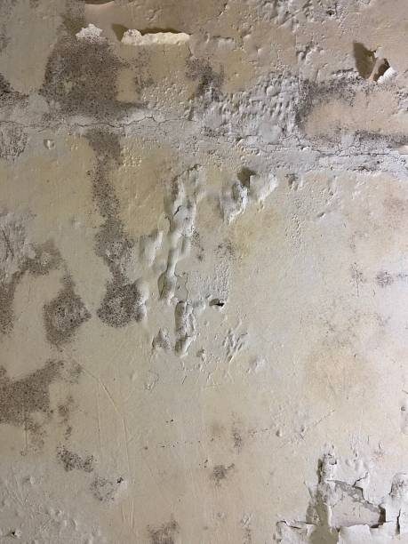 Best Mold Remediation for Schools in Port Washington North, NY