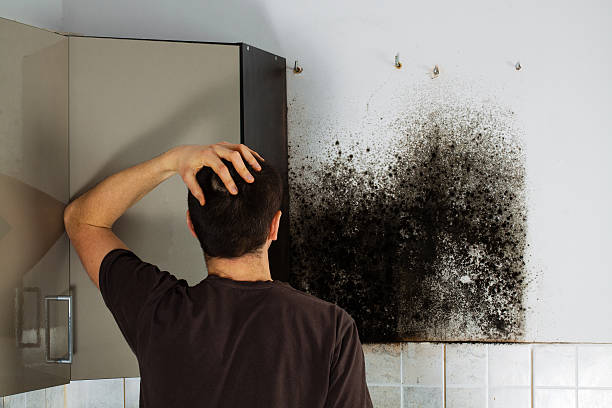 Best HVAC Mold Remediation in Port Washington North, NY