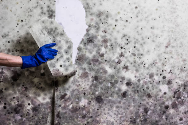 Best Commercial Mold Remediation in Port Washington North, NY